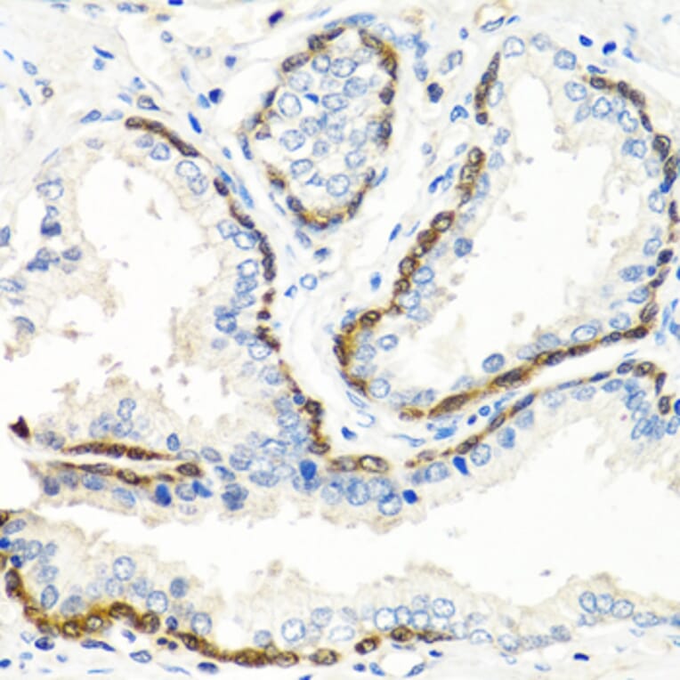 Immunohistochemistry - Anti-BMP5 Antibody (A16178) - Antibodies.com