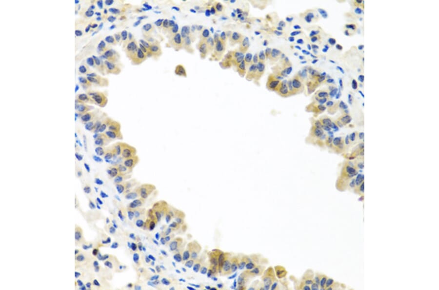 Immunohistochemistry - Anti-BMP5 Antibody (A16178) - Antibodies.com