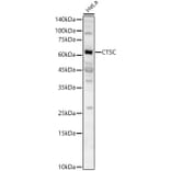 Western Blot - Anti-Cathepsin C Antibody (A16179) - Antibodies.com