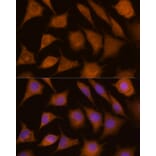 Immunofluorescence - Anti-Cathepsin C Antibody (A16179) - Antibodies.com