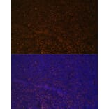 Immunofluorescence - Anti-CD21 Antibody (A16181) - Antibodies.com