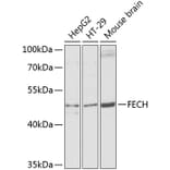 Western Blot - Anti-FECH Antibody (A16185) - Antibodies.com