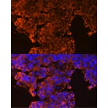 Immunofluorescence - Anti-GHRHR Antibody (A16186) - Antibodies.com
