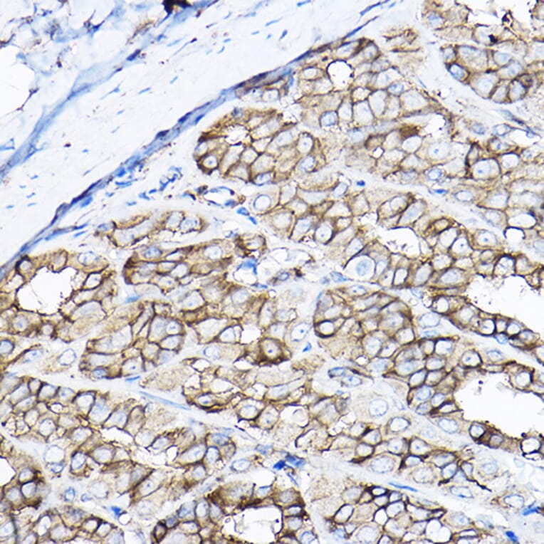 Immunohistochemistry - Anti-GNB2 Antibody (A16187) - Antibodies.com