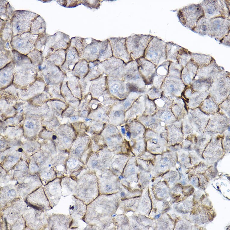 Immunohistochemistry - Anti-GNB2 Antibody (A16187) - Antibodies.com