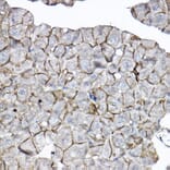 Immunohistochemistry - Anti-GNB2 Antibody (A16187) - Antibodies.com