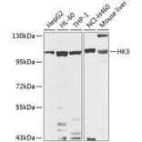 Western Blot - Anti-Hexokinase Type III/HK3 Antibody (A16190) - Antibodies.com
