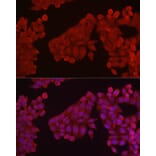 Immunofluorescence - Anti-Hexokinase Type III/HK3 Antibody (A16190) - Antibodies.com