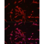 Immunofluorescence - Anti-Hexokinase Type III/HK3 Antibody (A16190) - Antibodies.com