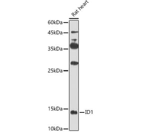 Western Blot - Anti-Id1 Antibody (A16192) - Antibodies.com