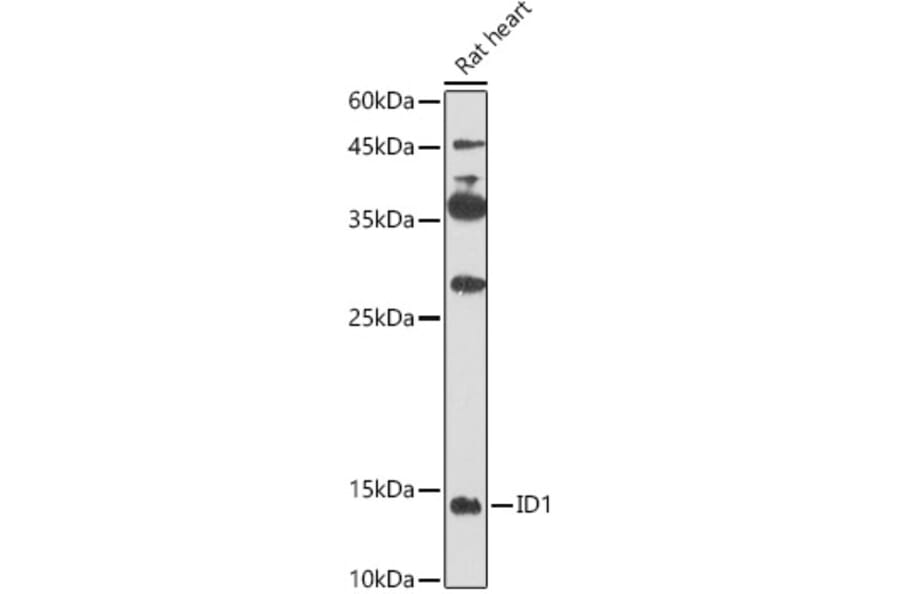 Western Blot - Anti-Id1 Antibody (A16192) - Antibodies.com