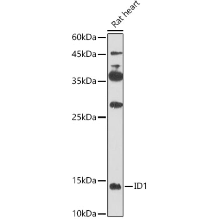 Western Blot - Anti-Id1 Antibody (A16192) - Antibodies.com