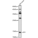 Western Blot - Anti-Id1 Antibody (A16192) - Antibodies.com