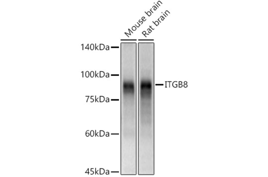 Western Blot - Anti-Integrin beta 8 Antibody (A16193) - Antibodies.com