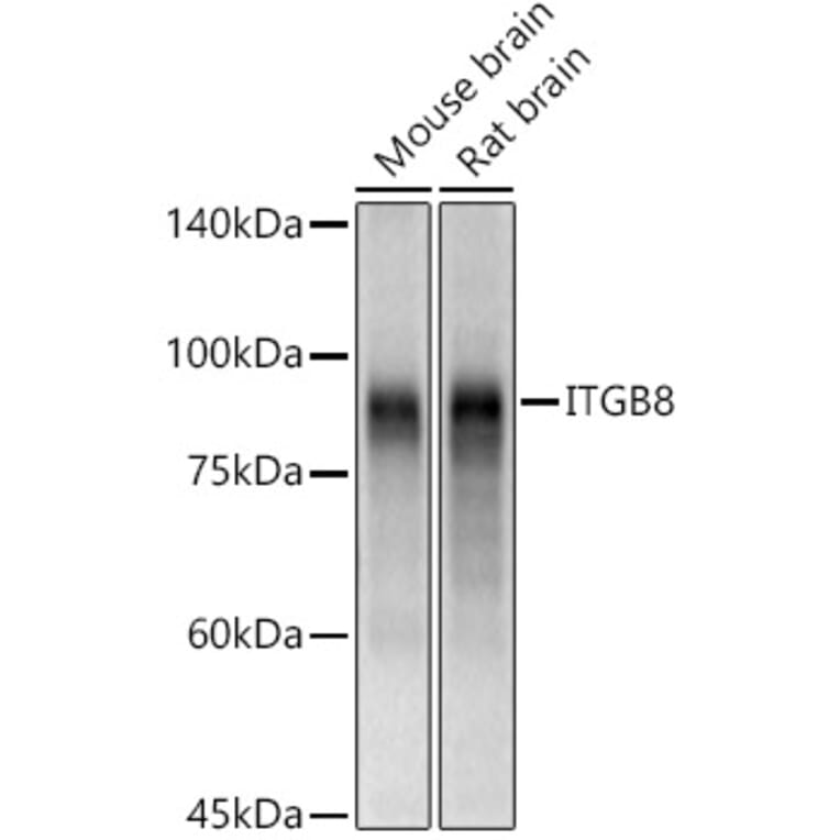 Western Blot - Anti-Integrin beta 8 Antibody (A16193) - Antibodies.com