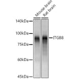 Western Blot - Anti-Integrin beta 8 Antibody (A16193) - Antibodies.com