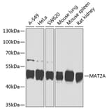 Western Blot - Anti-MAT2A Antibody (A16194) - Antibodies.com