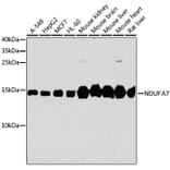 Western Blot - Anti-NDUFA7 Antibody (A16197) - Antibodies.com