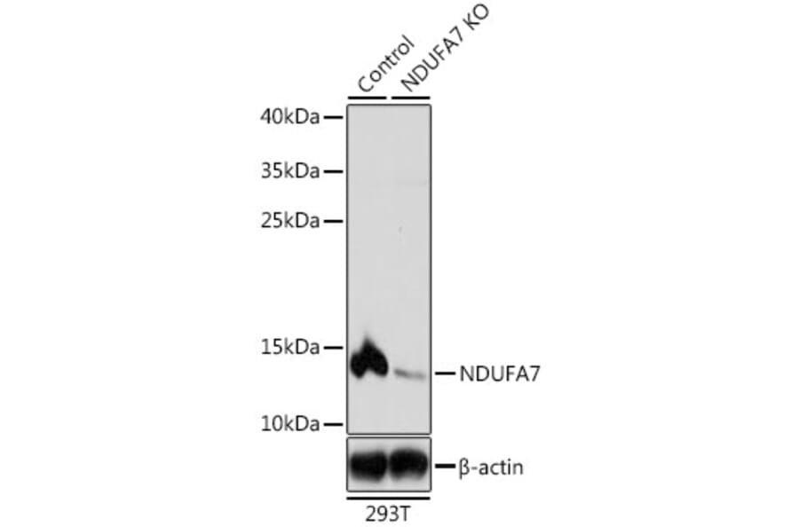 Western Blot - Anti-NDUFA7 Antibody (A16197) - Antibodies.com