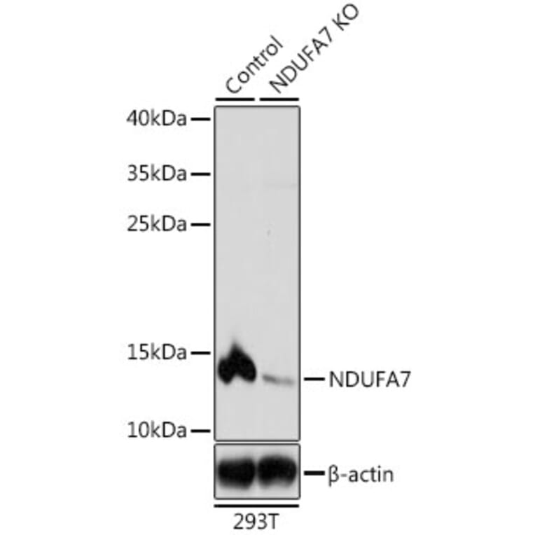 Western Blot - Anti-NDUFA7 Antibody (A16197) - Antibodies.com