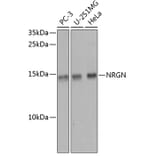 Western Blot - Anti-Neurogranin Antibody (A16198) - Antibodies.com