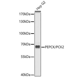 Western Blot - Anti-PCK2 Antibody (A16199) - Antibodies.com