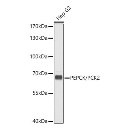 Western Blot - Anti-PCK2 Antibody (A16199) - Antibodies.com