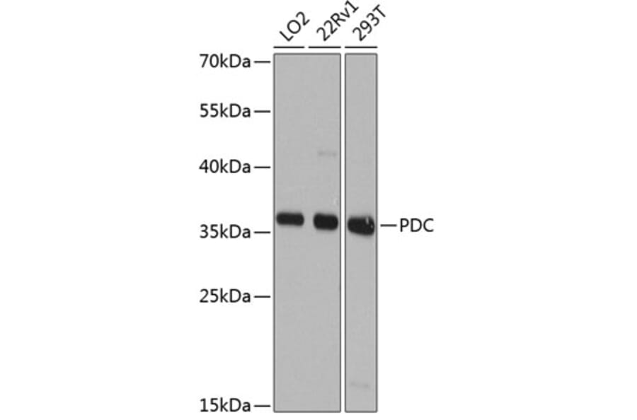 Western Blot - Anti-PHOS/PDC Antibody (A16200) - Antibodies.com