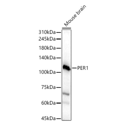 Western Blot - Anti-PER1 Antibody (A16201) - Antibodies.com