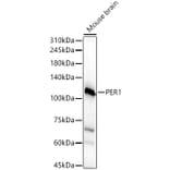 Western Blot - Anti-PER1 Antibody (A16201) - Antibodies.com