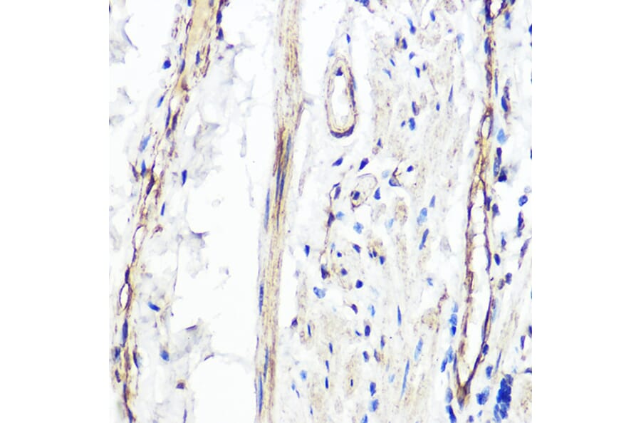 Immunohistochemistry - Anti-PER1 Antibody (A16201) - Antibodies.com