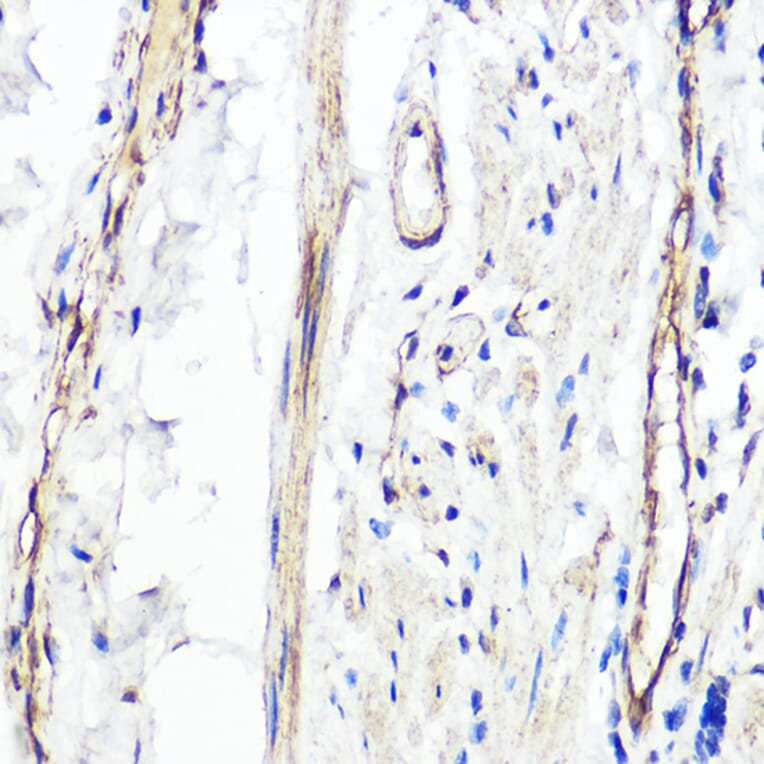 Immunohistochemistry - Anti-PER1 Antibody (A16201) - Antibodies.com
