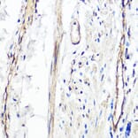Immunohistochemistry - Anti-PER1 Antibody (A16201) - Antibodies.com
