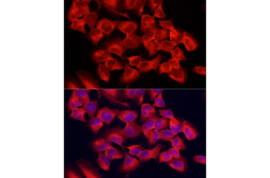 Immunofluorescence - Anti-PER1 Antibody (A16201) - Antibodies.com