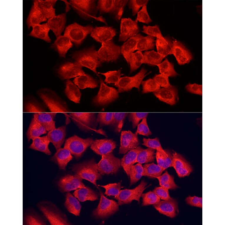 Immunofluorescence - Anti-PER1 Antibody (A16201) - Antibodies.com