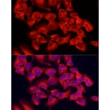 Immunofluorescence - Anti-PER1 Antibody (A16201) - Antibodies.com