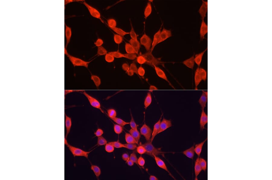 Immunofluorescence - Anti-PER1 Antibody (A16201) - Antibodies.com