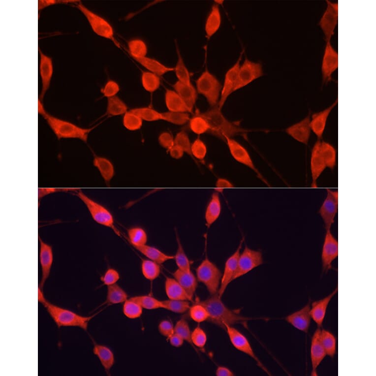 Immunofluorescence - Anti-PER1 Antibody (A16201) - Antibodies.com
