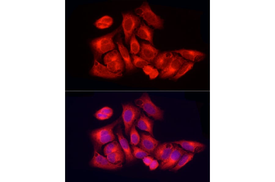 Immunofluorescence - Anti-PER1 Antibody (A16201) - Antibodies.com