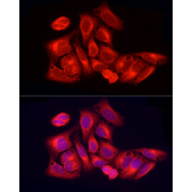 Immunofluorescence - Anti-PER1 Antibody (A16201) - Antibodies.com