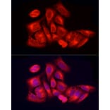 Immunofluorescence - Anti-PER1 Antibody (A16201) - Antibodies.com