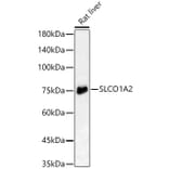 Western Blot - Anti-OATP1A2 Antibody (A16202) - Antibodies.com