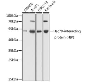 Western Blot - Anti-HSC70 Interacting Protein HIP Antibody (A16203) - Antibodies.com