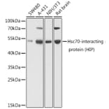 Western Blot - Anti-HSC70 Interacting Protein HIP Antibody (A16203) - Antibodies.com