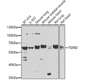 Western Blot - Anti-TGF beta 3 Antibody (A16205) - Antibodies.com
