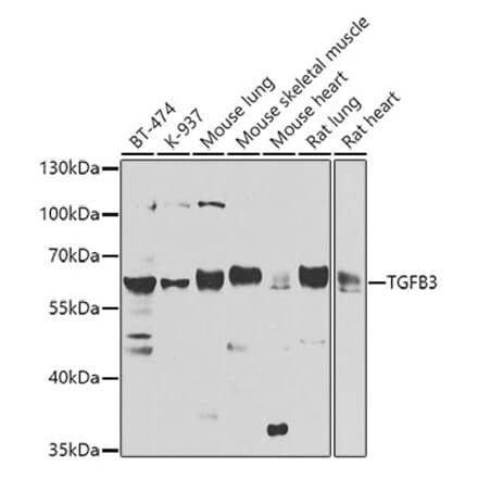 Western Blot - Anti-TGF beta 3 Antibody (A16205) - Antibodies.com