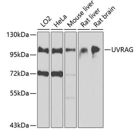 Western Blot - Anti-UVRAG Antibody (A16206) - Antibodies.com