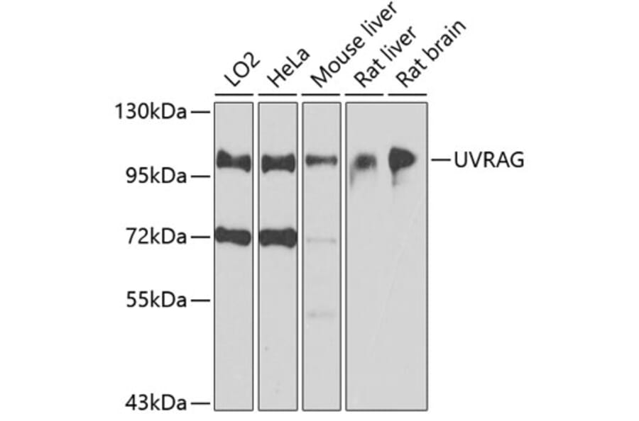 Western Blot - Anti-UVRAG Antibody (A16206) - Antibodies.com