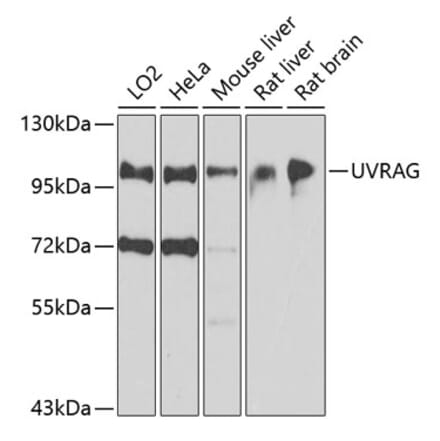 Western Blot - Anti-UVRAG Antibody (A16206) - Antibodies.com