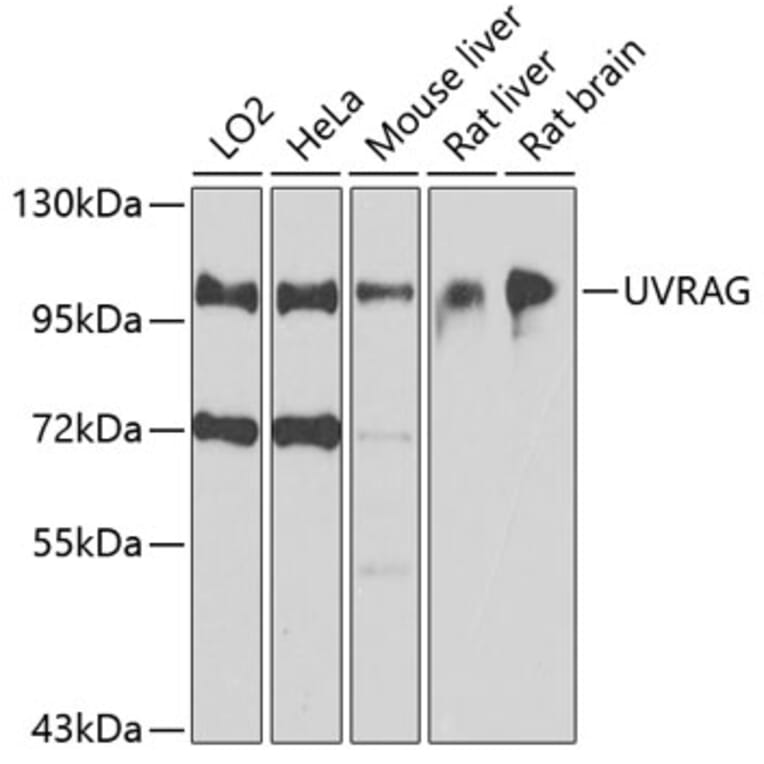 Western Blot - Anti-UVRAG Antibody (A16206) - Antibodies.com